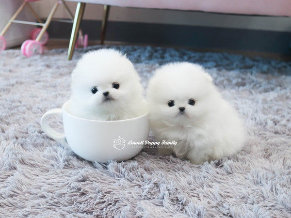 Teacup Pomeranian Twins [Jerry,Judy] - Lowell Teacup Puppies inc