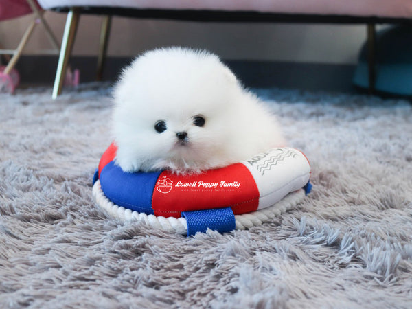 Teacup Pomeranian Twins [Jerry,Judy] - Lowell Teacup Puppies inc