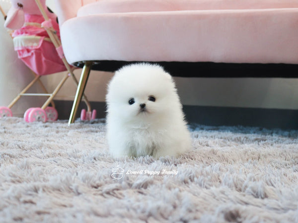 Teacup Pomeranian Twins [Jerry,Judy] - Lowell Teacup Puppies inc