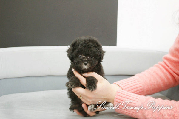 Teacup Poodle Female [Vely] - Lowell Teacup Puppies inc
