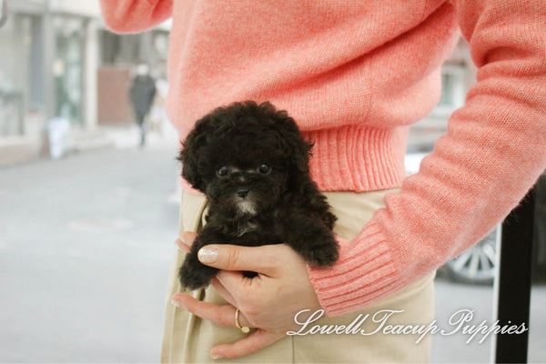 Teacup Poodle Female [Vely] - Lowell Teacup Puppies inc