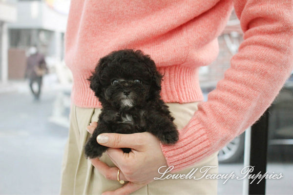 Teacup Poodle Female [Vely] - Lowell Teacup Puppies inc