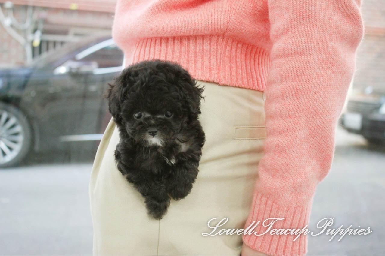 Teacup Poodle Female [Vely] - Lowell Teacup Puppies inc