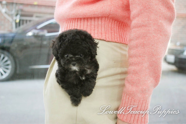 Teacup Poodle Female [Vely] - Lowell Teacup Puppies inc
