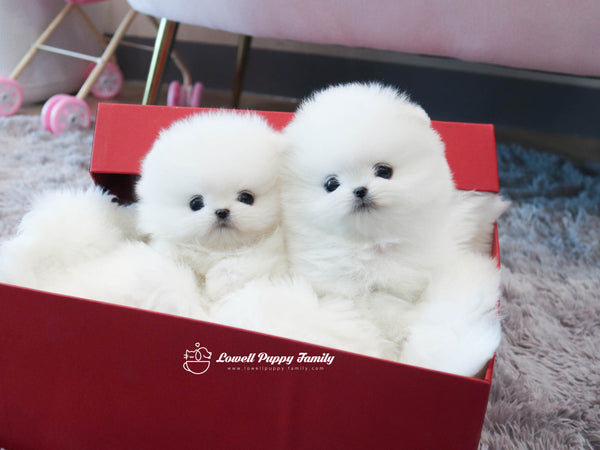 Teacup Pomeranian Twins [Jerry,Judy] - Lowell Teacup Puppies inc