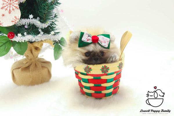 Teacup Pomeranian Female Puppies For Sale - Loha - Lowell Teacup Puppies inc
