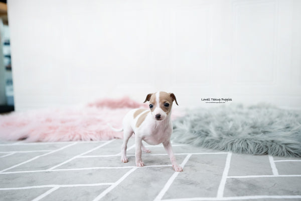 Teacup Italian Greyhound Female [Reese] - Lowell Teacup Puppies inc