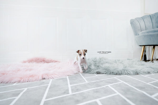 Teacup Italian Greyhound Female [Reese] - Lowell Teacup Puppies inc