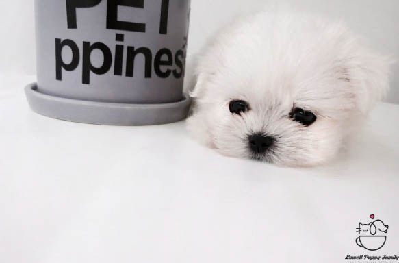 Teacup Maltese Female [Daisy] - Lowell Teacup Puppies inc