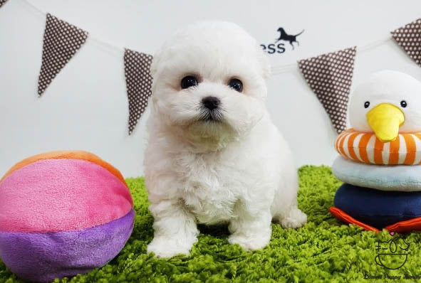 Teacup Bichon frise Male [Raye] - Lowell Teacup Puppies inc