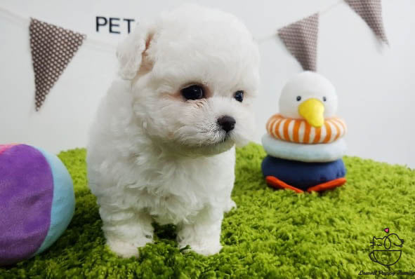 Teacup Bichon frise Male [Raye] - Lowell Teacup Puppies inc