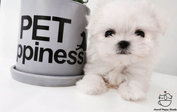 Teacup Maltese Female [Daisy] - Lowell Teacup Puppies inc