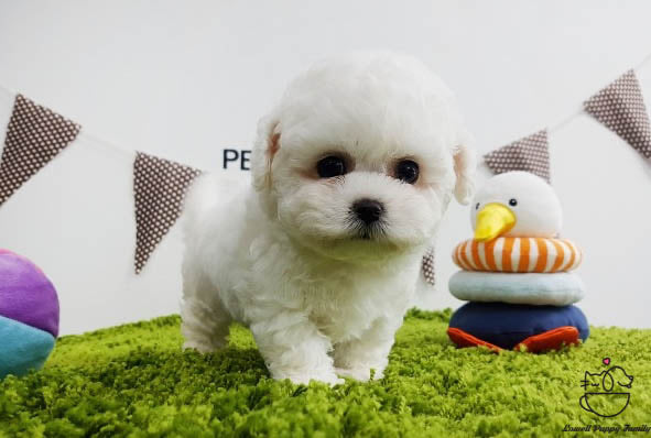 Teacup Bichon frise Male [Raye] - Lowell Teacup Puppies inc