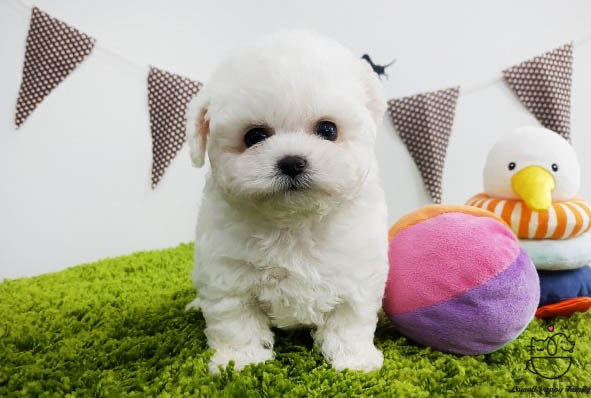 Teacup Bichon frise Male [Raye] - Lowell Teacup Puppies inc