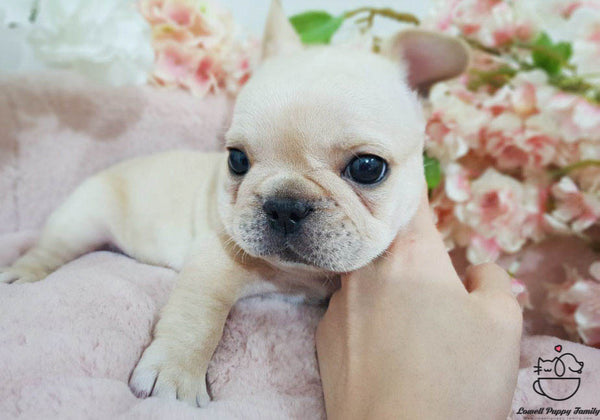 French bulldog [Becky] - Lowell Teacup Puppies inc