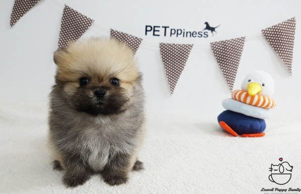 Teacup Pomeranian Female [Bonnie] - Lowell Teacup Puppies inc