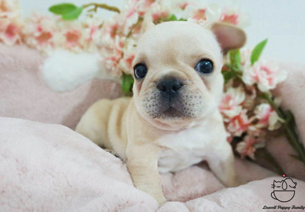 French bulldog [Becky] - Lowell Teacup Puppies inc