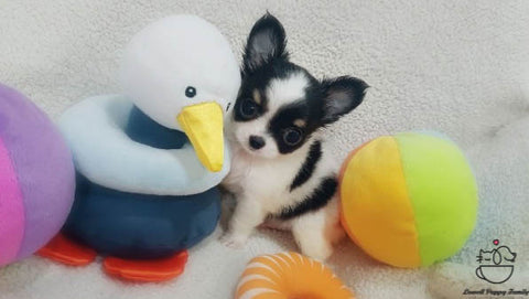 Teacup Long coat Chihuahua [Ivy] - Lowell Teacup Puppies inc