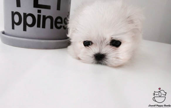 Teacup Maltese Female [Daisy] - Lowell Teacup Puppies inc