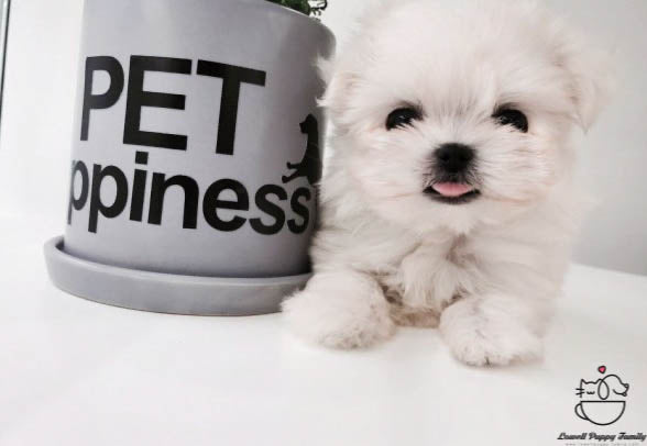 Teacup Maltese Female [Daisy] - Lowell Teacup Puppies inc