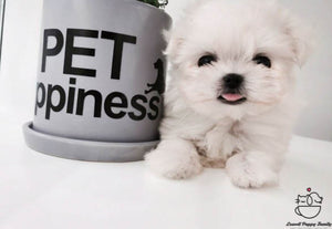 Teacup Maltese Female [Daisy] - Lowell Teacup Puppies inc