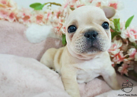 French bulldog [Becky] - Lowell Teacup Puppies inc