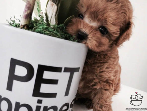 Teacup Maltipoo Female [Dior] - Lowell Teacup Puppies inc