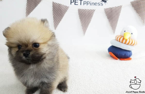 Teacup Pomeranian Female [Bonnie] - Lowell Teacup Puppies inc
