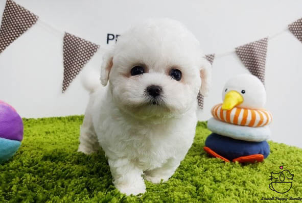 Teacup Bichon frise Male [Raye] - Lowell Teacup Puppies inc