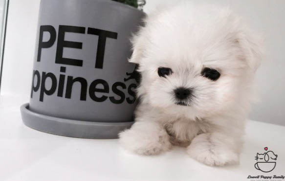 Teacup Maltese Female [Daisy] - Lowell Teacup Puppies inc