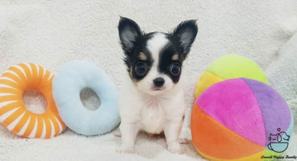 Teacup Long coat Chihuahua [Ivy] - Lowell Teacup Puppies inc