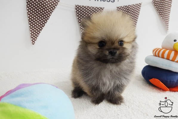 Teacup Pomeranian Female [Bonnie] - Lowell Teacup Puppies inc