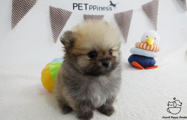 Teacup Pomeranian Female [Bonnie] - Lowell Teacup Puppies inc