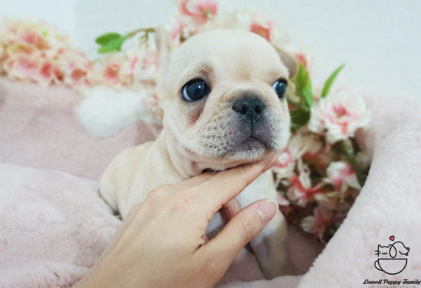 French bulldog [Becky] - Lowell Teacup Puppies inc