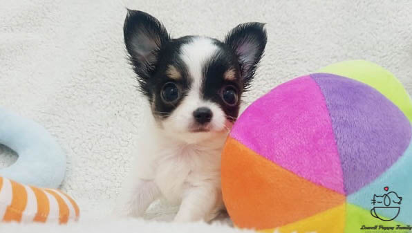Teacup Long coat Chihuahua [Ivy] - Lowell Teacup Puppies inc