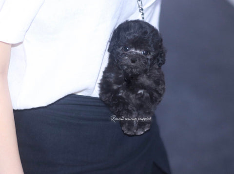 Teacup Poodle Female [Rose] - Lowell Teacup Puppies inc