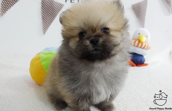 Teacup Pomeranian Female [Bonnie] - Lowell Teacup Puppies inc