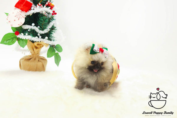 Teacup Pomeranian Female Puppies For Sale - Loha - Lowell Teacup Puppies inc