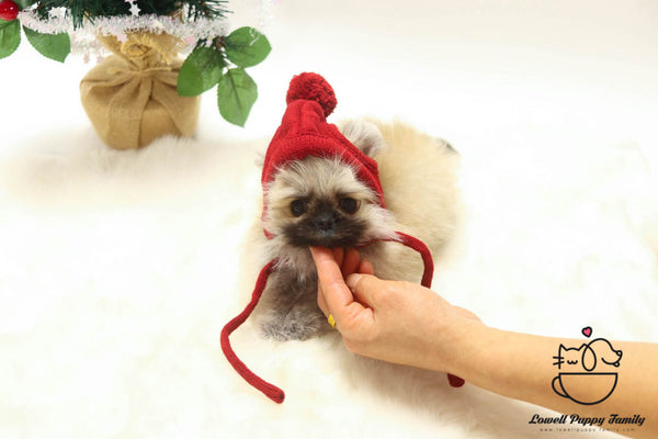 Teacup Pomeranian Female Puppies For Sale - Loha - Lowell Teacup Puppies inc