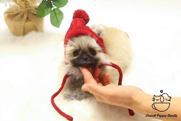 Teacup Pomeranian Female Puppies For Sale - Loha - Lowell Teacup Puppies inc