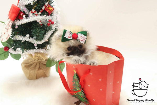 Teacup Pomeranian Female Puppies For Sale - Loha - Lowell Teacup Puppies inc