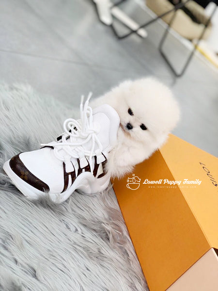 Teacup Pomeranian Male [Gabriel] - Lowell Teacup Puppies inc