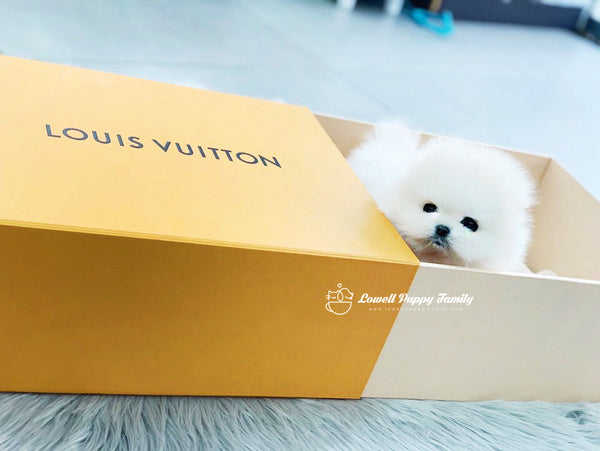 Teacup Pomeranian Male [Gabriel] - Lowell Teacup Puppies inc