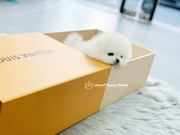 Teacup Pomeranian Male [Gabriel] - Lowell Teacup Puppies inc