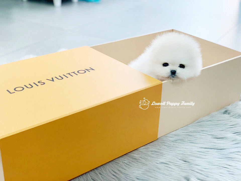 Teacup Pomeranian Male [Gabriel] - Lowell Teacup Puppies inc