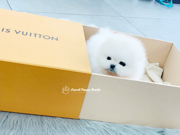 Teacup Pomeranian Male [Gabriel] - Lowell Teacup Puppies inc