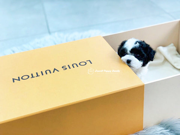 Teacup Poodle Female [Damie] - Lowell Teacup Puppies inc
