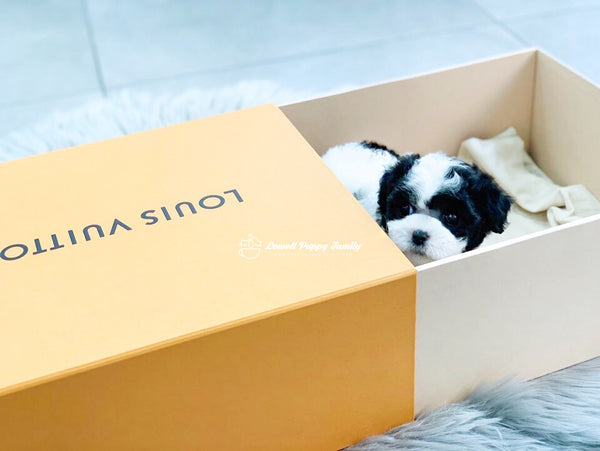 Teacup Poodle Female [Damie] - Lowell Teacup Puppies inc