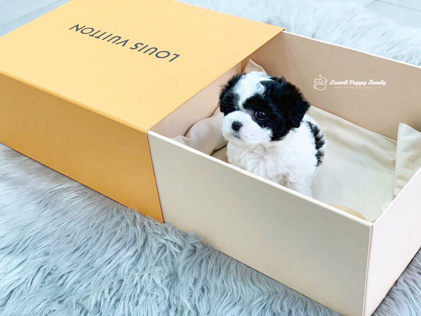 Teacup Poodle Female [Damie] - Lowell Teacup Puppies inc