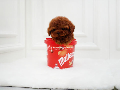 Teacup Poodle Male [Gucci] - Lowell Teacup Puppies inc